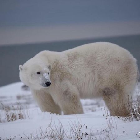 Beluga Beach House Churchill Eksteriør bilde